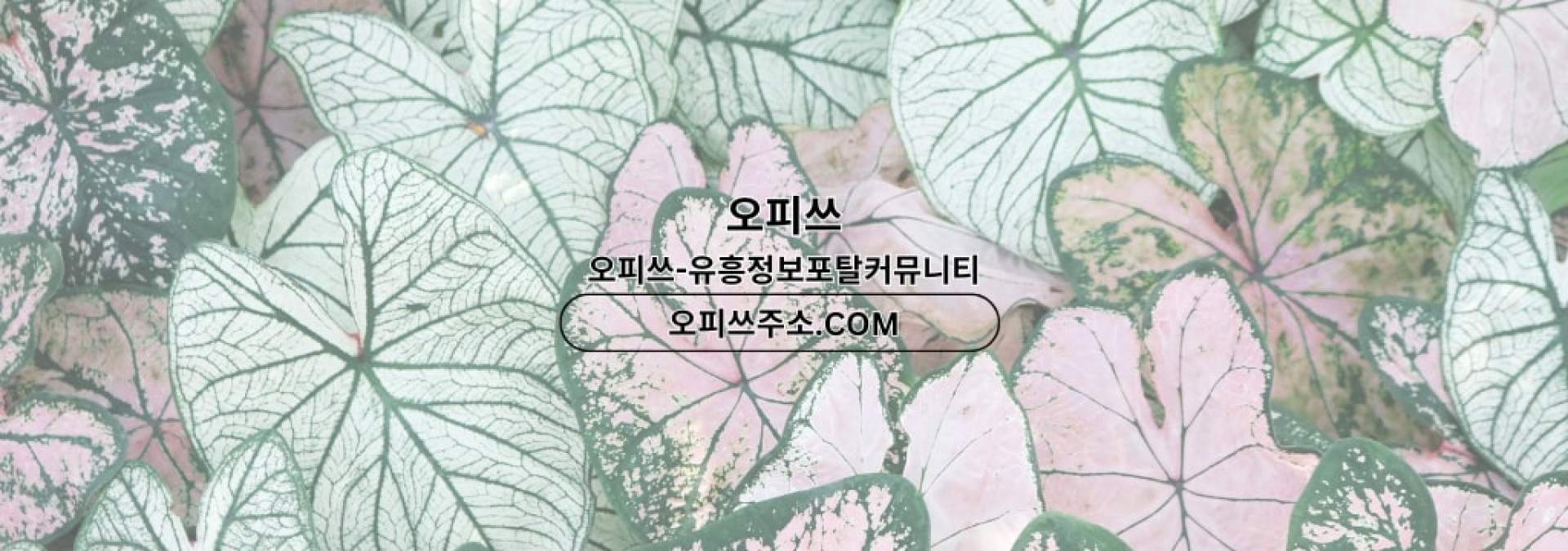 강남1인샵 오피쓰.COM 강남 1인샵