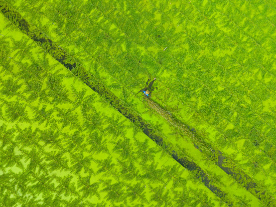 the green and the texture