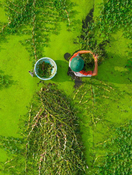 the green and the texture
