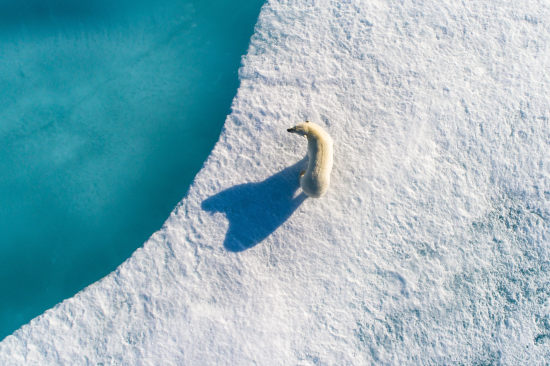 Polar bear hunting