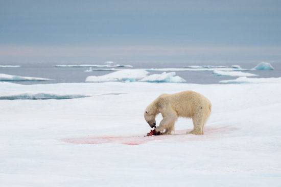 Polar bear hunting