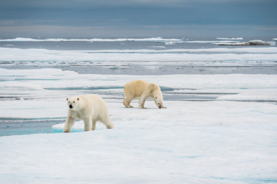 Polar bear hunting