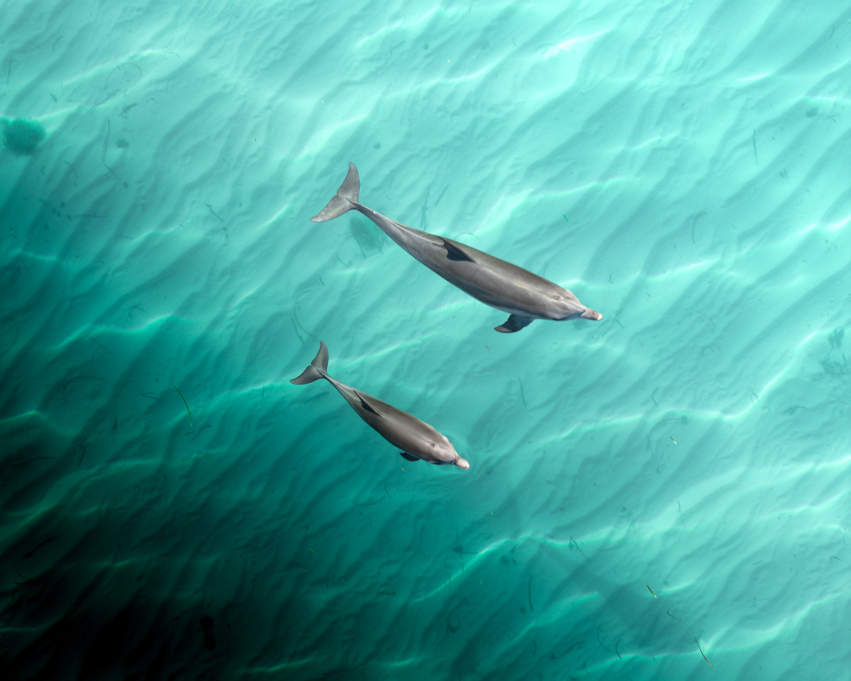 Dolphins