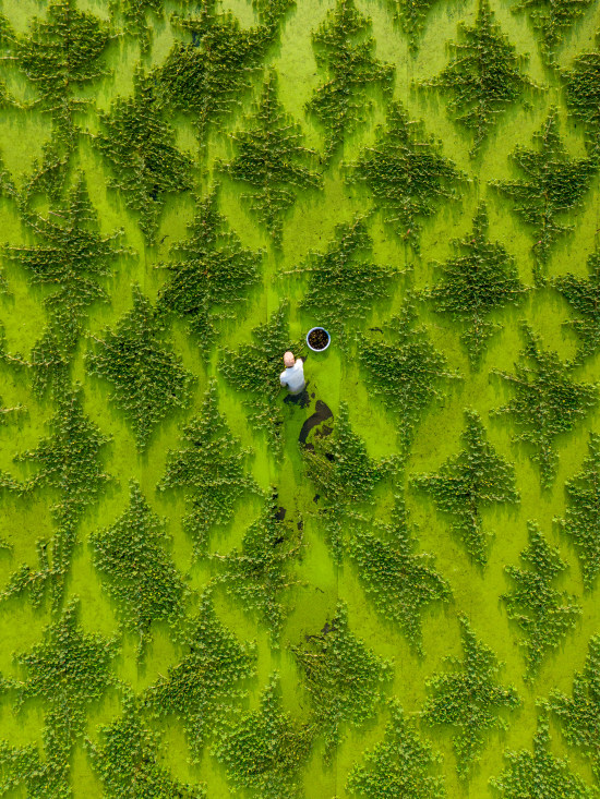 the green and the texture