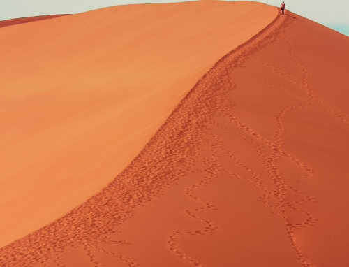 The ant’s path
