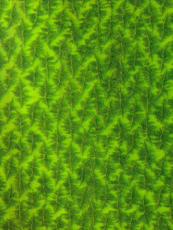 the green and the texture
