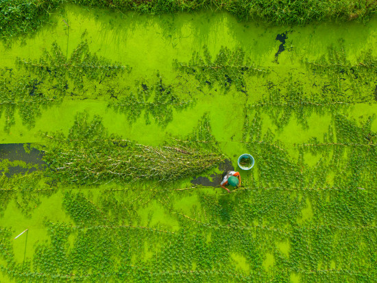 the green and the texture