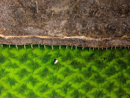 the green and the texture
