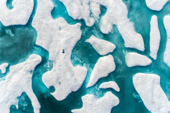 Polar bear hunting