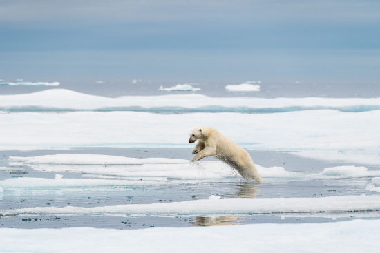 Polar bear hunting