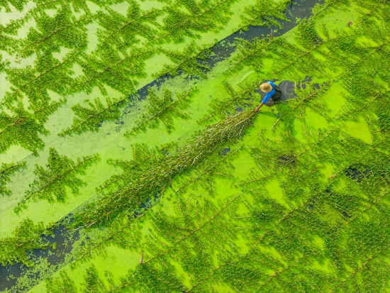 the green and the texture