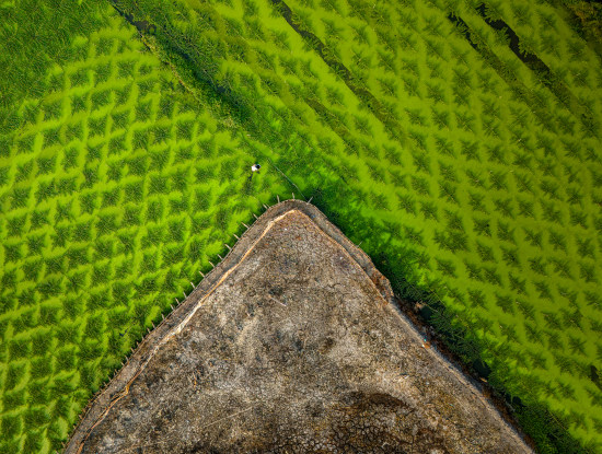 the green and the texture