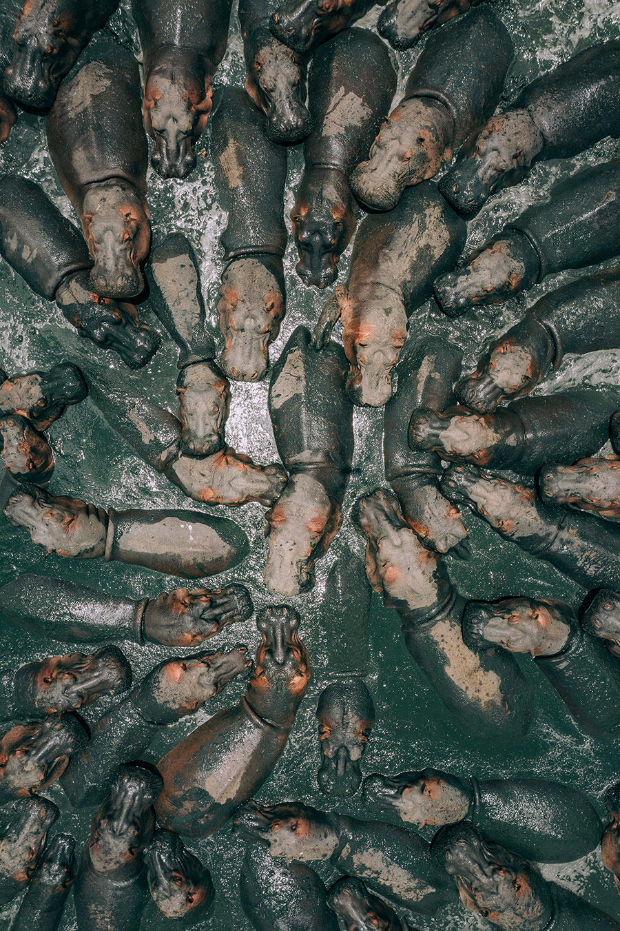 Hippos